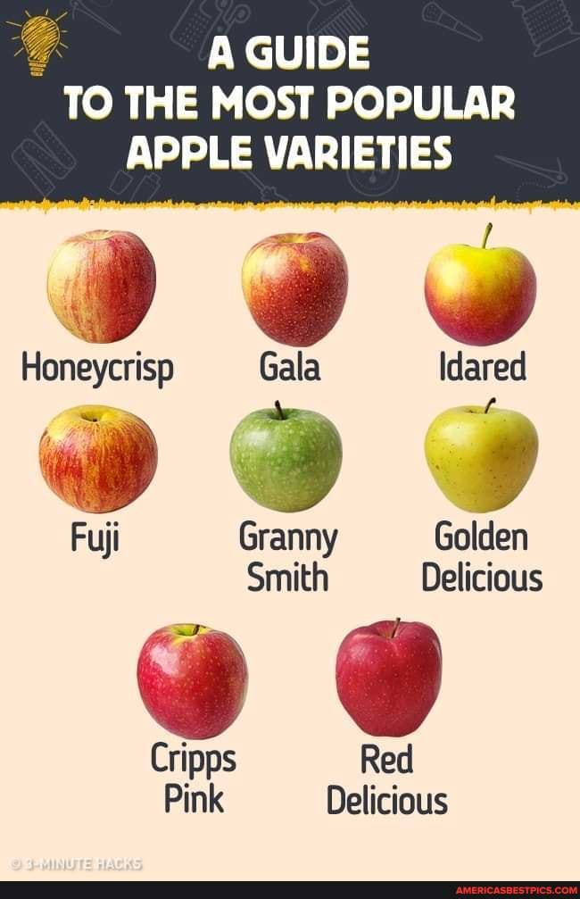 A guide to the most popular apple varieties - A GUIDE TO THE MOST ...