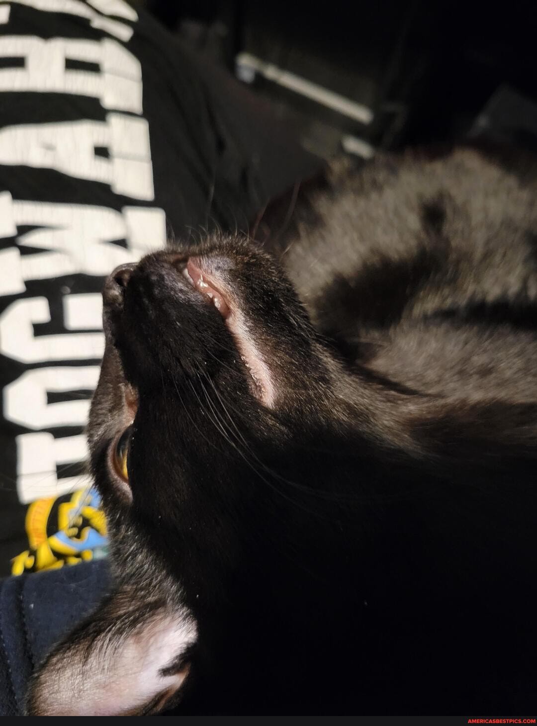 caturday, cat, cute, aww