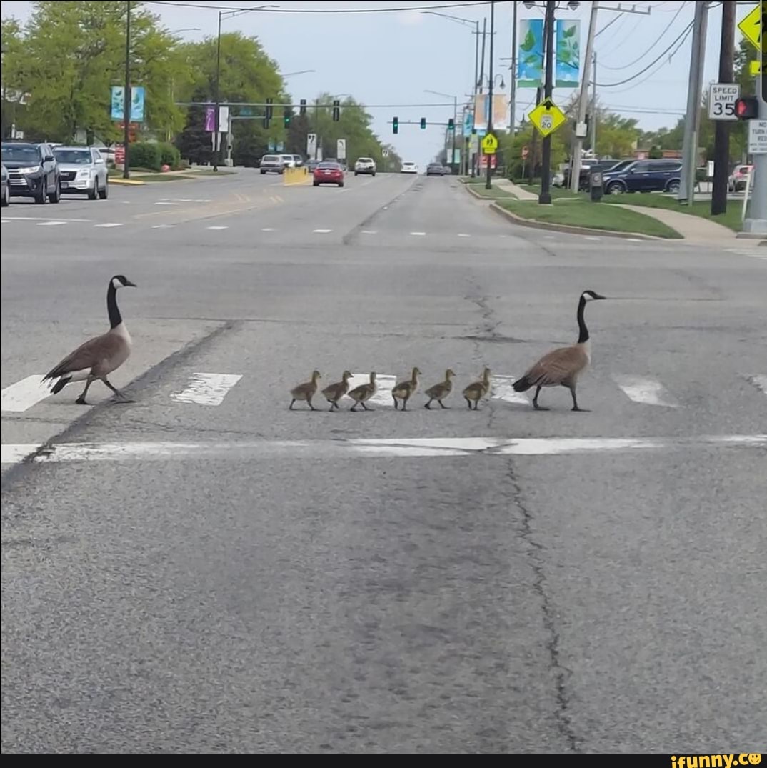 family, geese, street, neighborhood