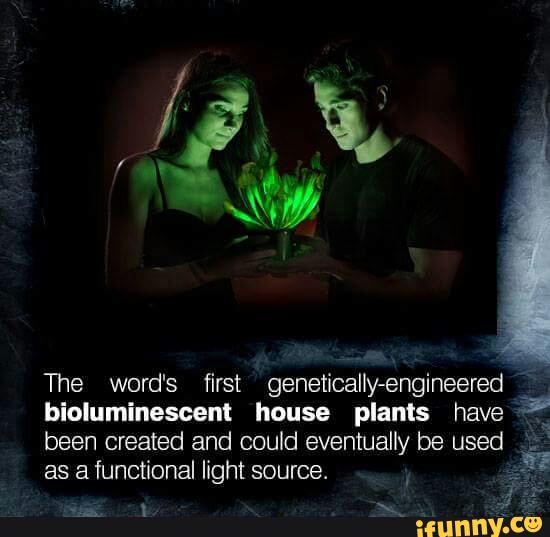 The word's first genetically-
engineeredr
biolurninescent house plants have vª
been created and could eventually be used
as a functional light source.