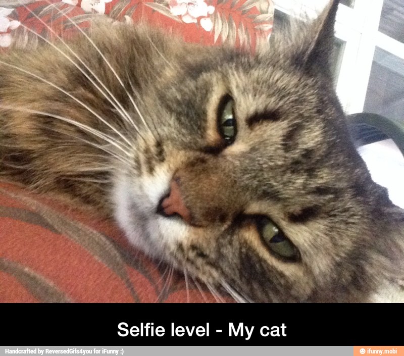 Selfie level
My cat - Selfie level - My cat
