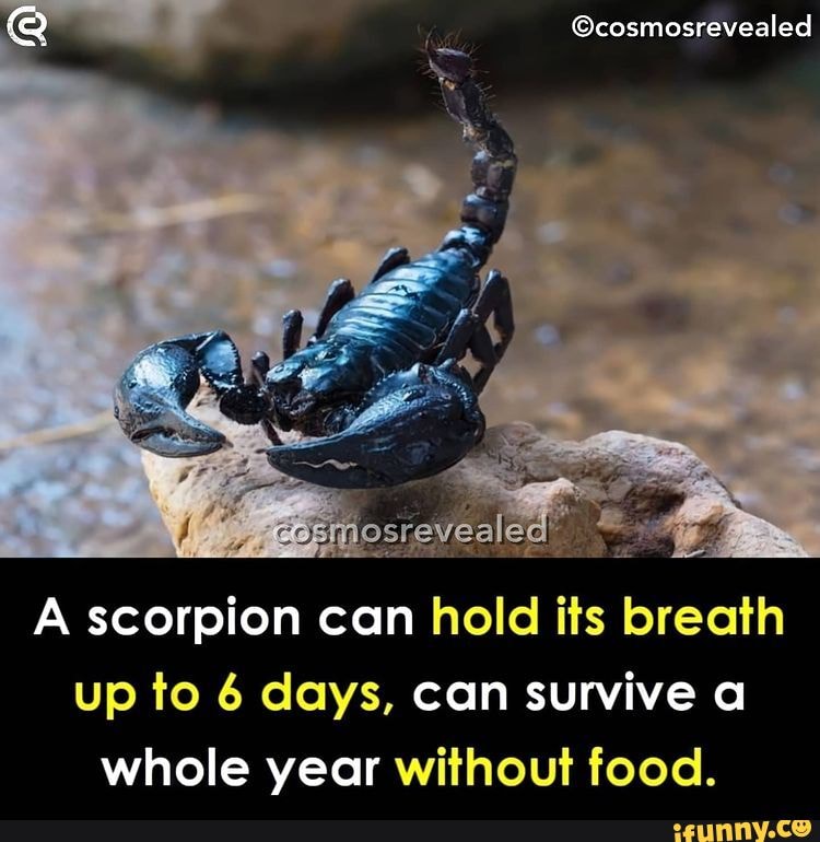 A scorpion can hold its breath up to 6 days, can survive a whole year  without food. 