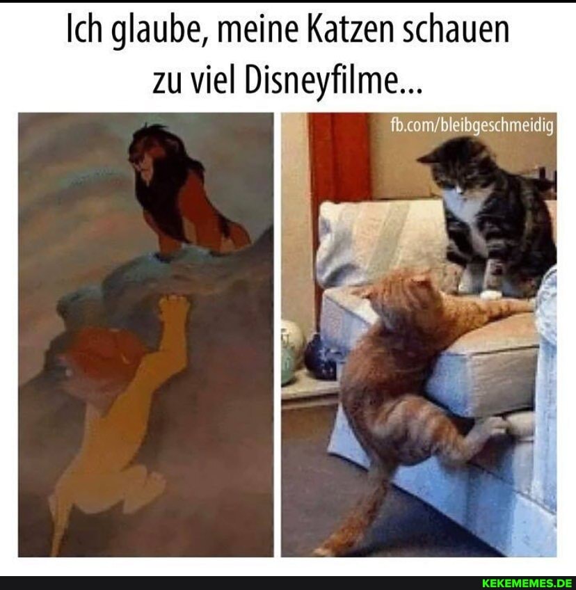 Ich glaube, meine Katzen schauen zu viel Disneyfilme...