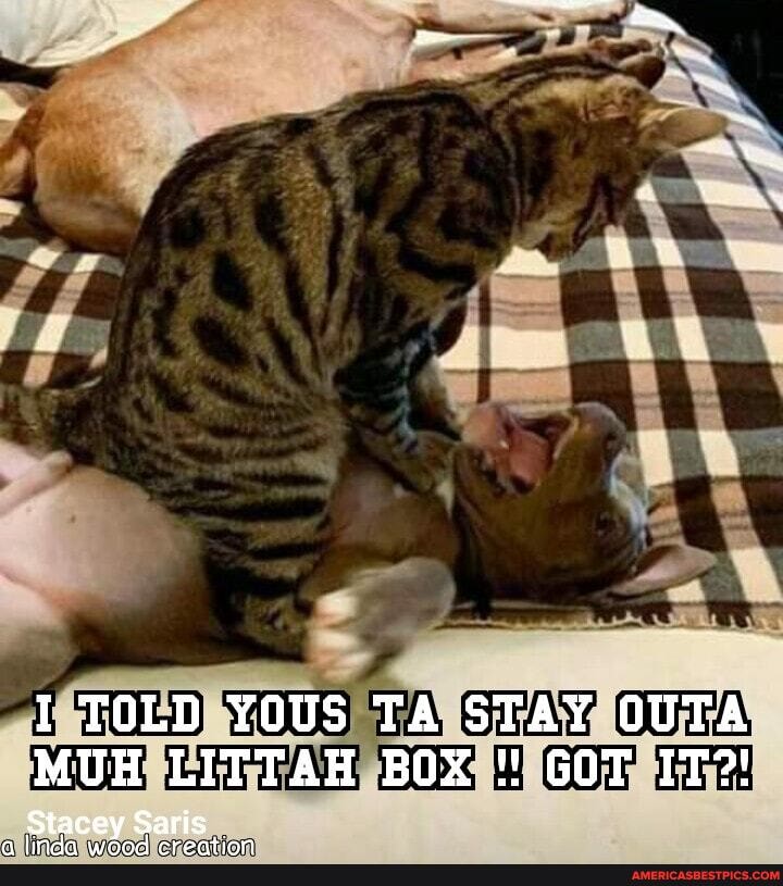 I TOLD YOUS TA STAY OUTA MUH LITTAH BOX GOT IT?!
Stacey Saris