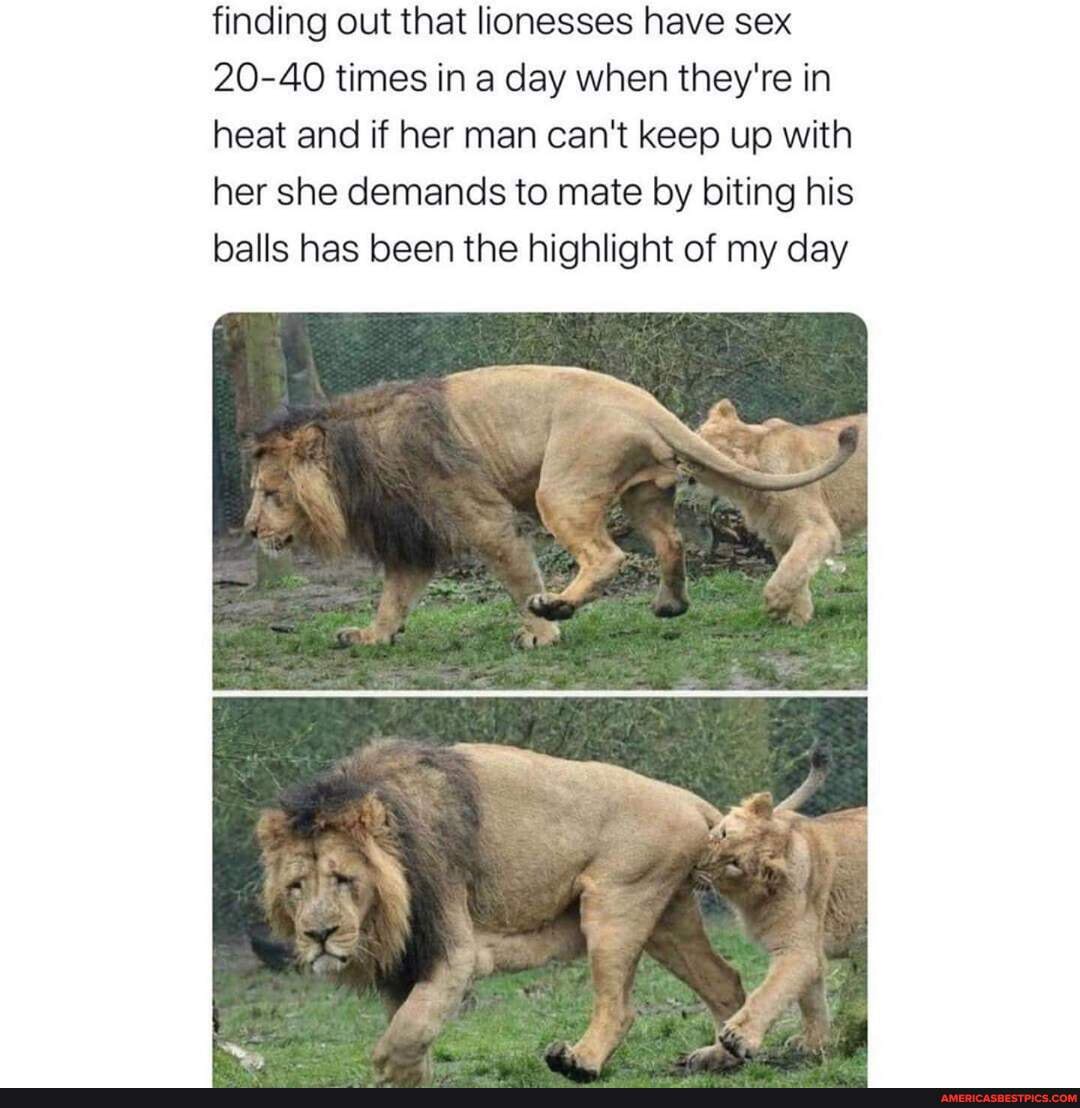 Finding out that lionesses have sex 20-40 times in a day when they're ...