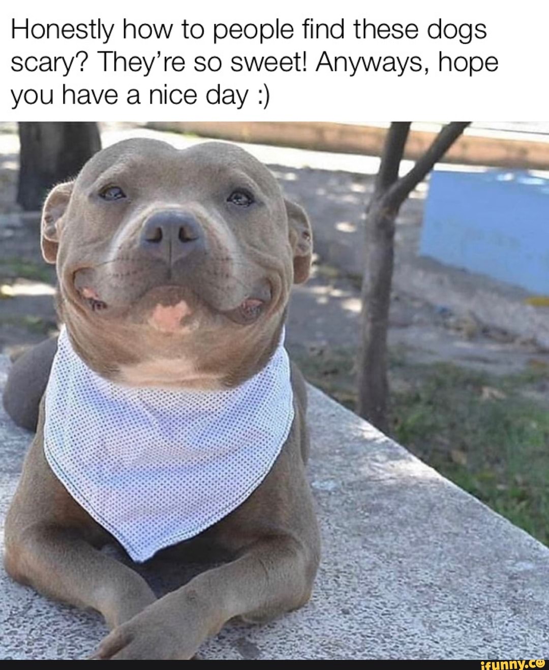 Honestly how to people find these dogs
scary? They're so sweet! Anyways, hope
you have a nice day