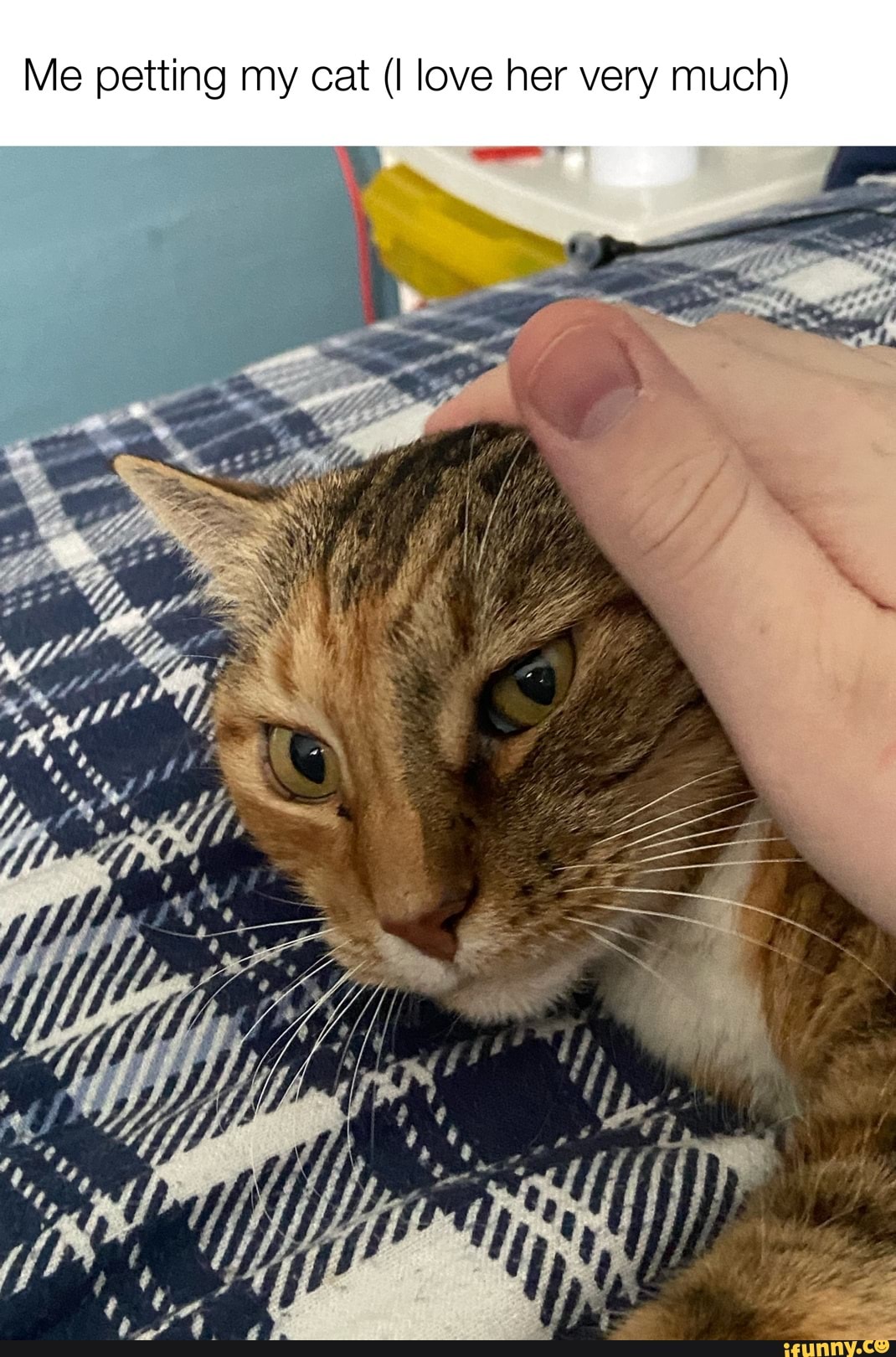 Me petting my cat (I love her very much) iFunny