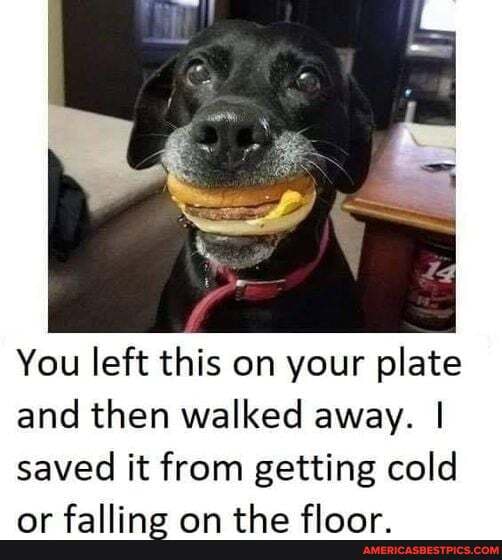 You left this on your plate and then walked away. I saved it from getting cold