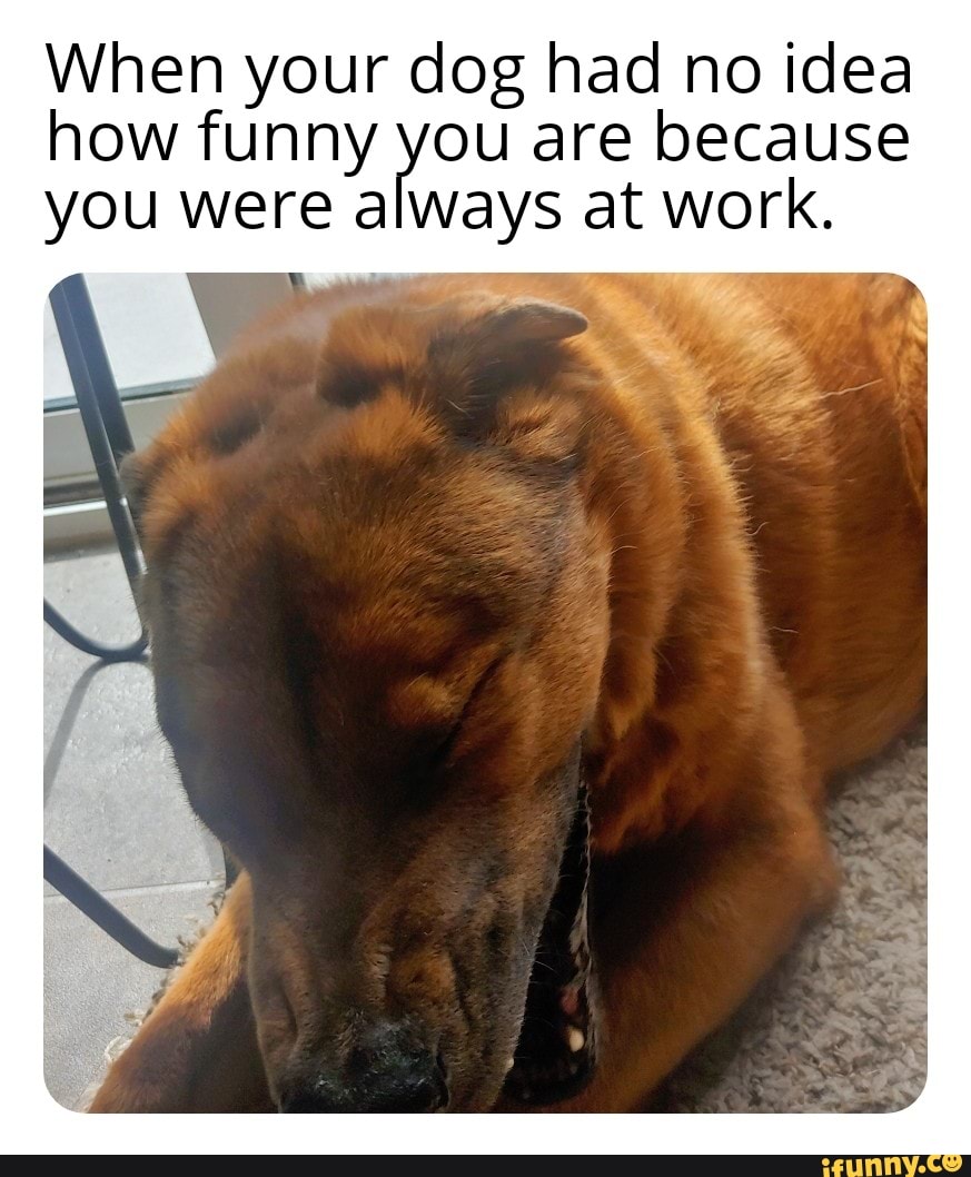 When your dog had no idea
how funny you are because
you were a A a ad