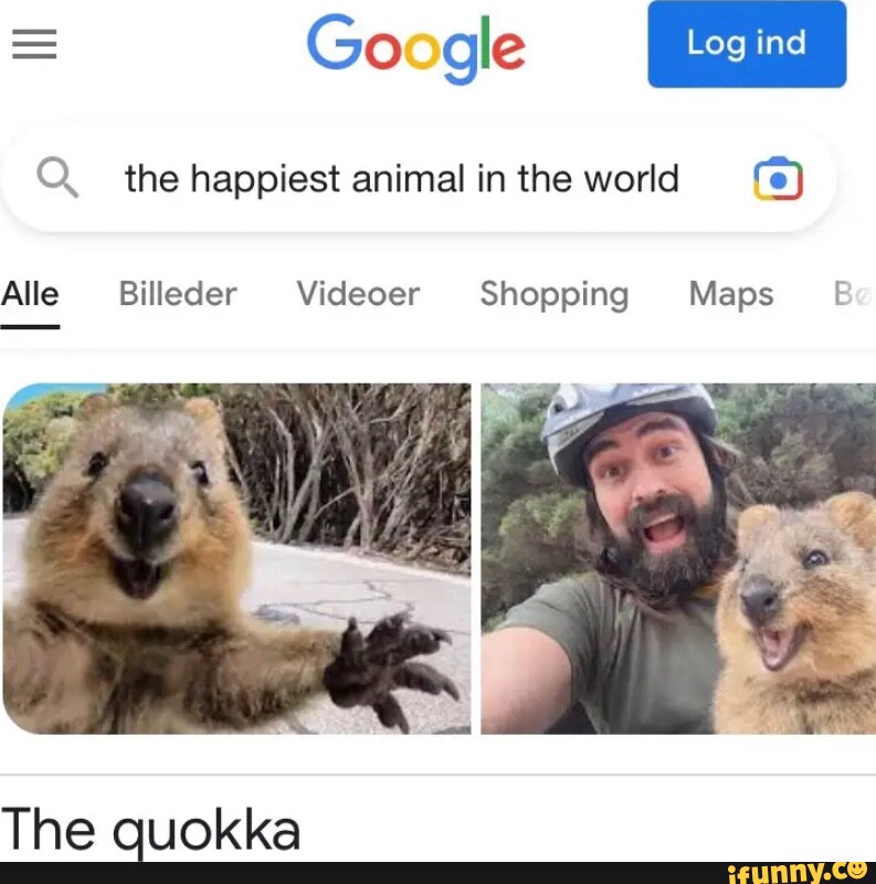 Google Log ind the happiest animal in the world (e) Alle Billeder Viceoer  Shopping Maps Be The quokka 