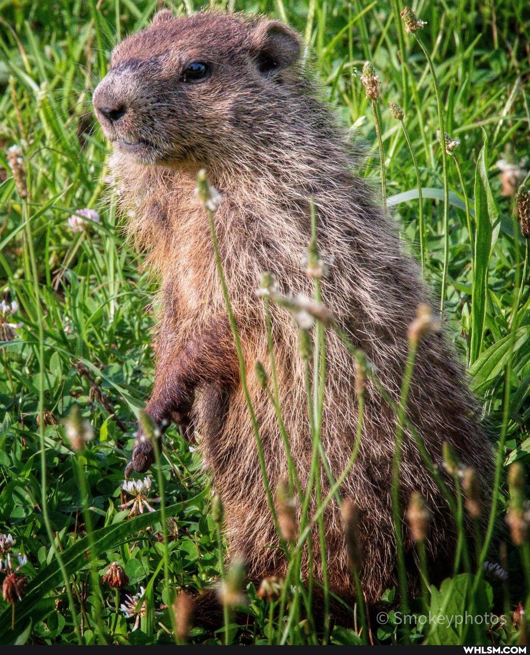 nature, photography, wildlife, woodchuck