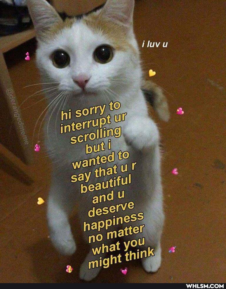 cats, love, wholesome_memes, i_like_your_butt