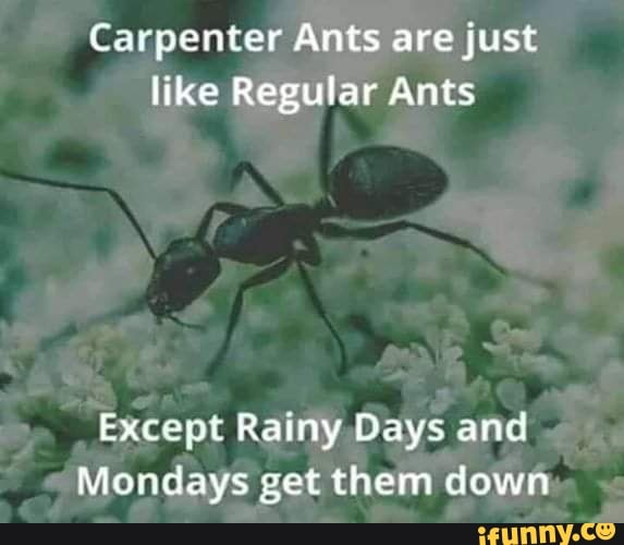 Carpenter Ants are just like Regular Ants Except Rainy Days and Mondays ...