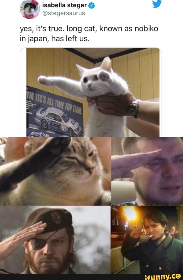 isabella steger @
yes, it's true. long cat, known as nobiko in japan, has left us.