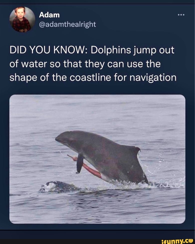 Adam @adamthealright DID YOU KNOW: Dolphins jump out of water so that ...