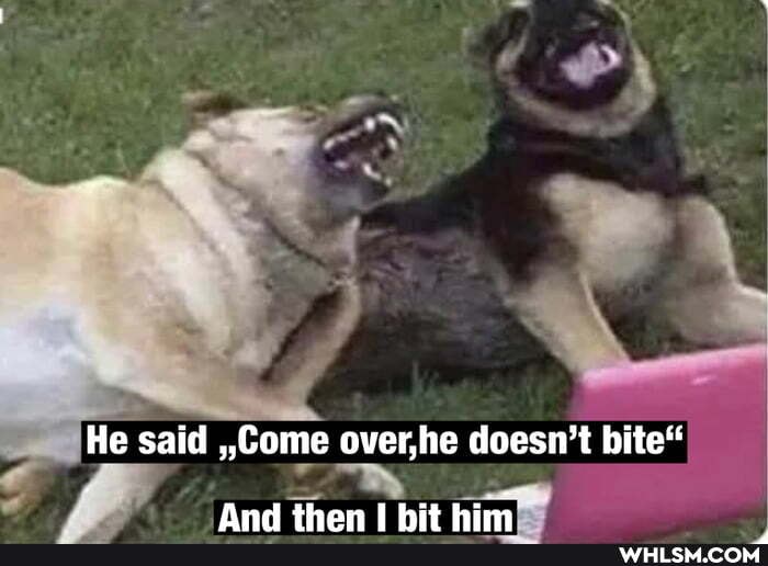 He said ,,Come over,he doesn't bite"
And #han hit him