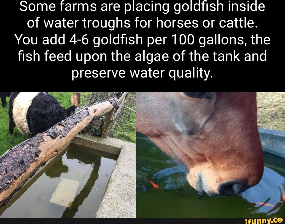 Some farms are placing goldfish inside of water troughs for horses or cattle. You add 46