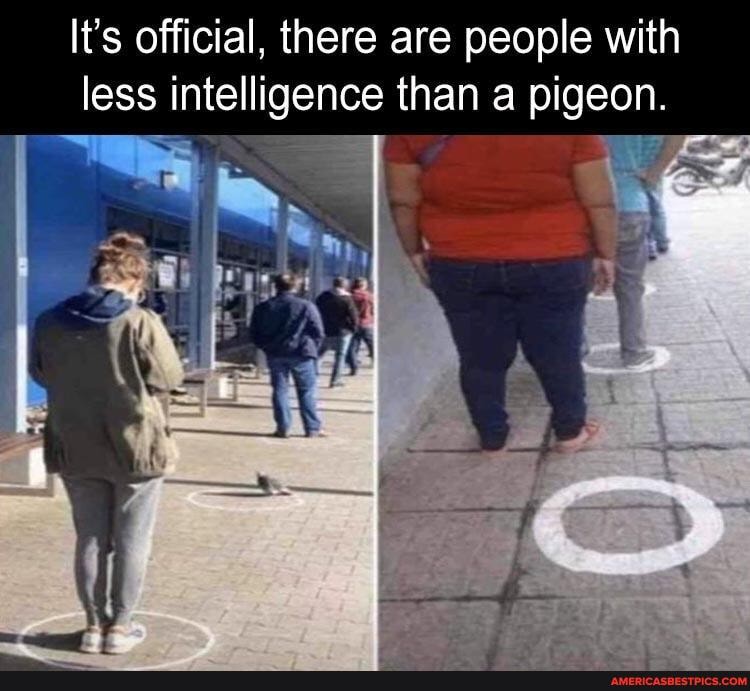 It's official, there are people with less intelligence than a pigeon.