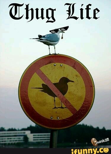 thuglifebr, pombo