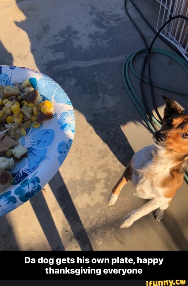 Da dog gets his own plate, happy thanksgiving everyone - Da dog gets his own plate, happy thanksgiving everyone