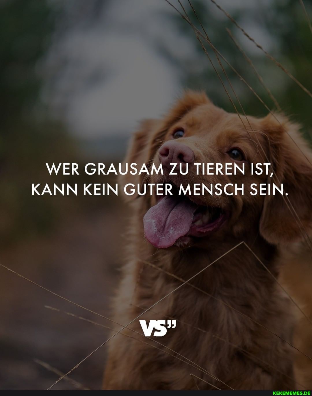 WER GRAUSAM ZU TIEREN IST,
KANN KEIN GUTER MENSCH SEIN.