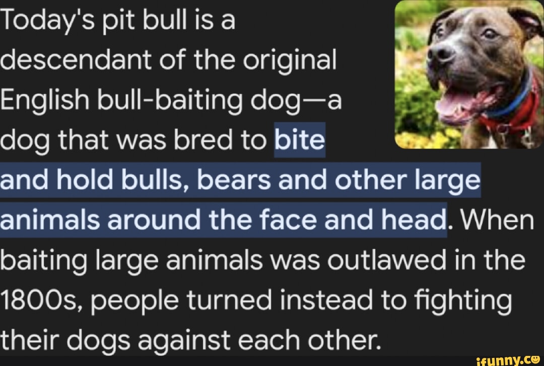 Today's Pit Bull Is A Descendant Of The Original English Foul -baiting ...