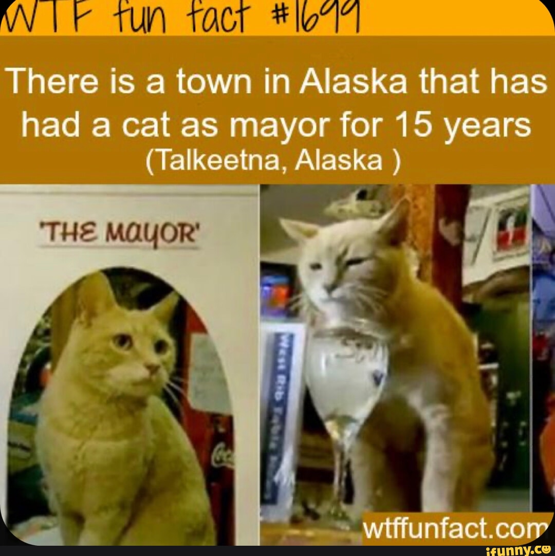 Мэры кэт краткое содержание. Факты о кошках. Кот Пэр Талкитна. It is a Cat. Мэр кошка в каком городе.