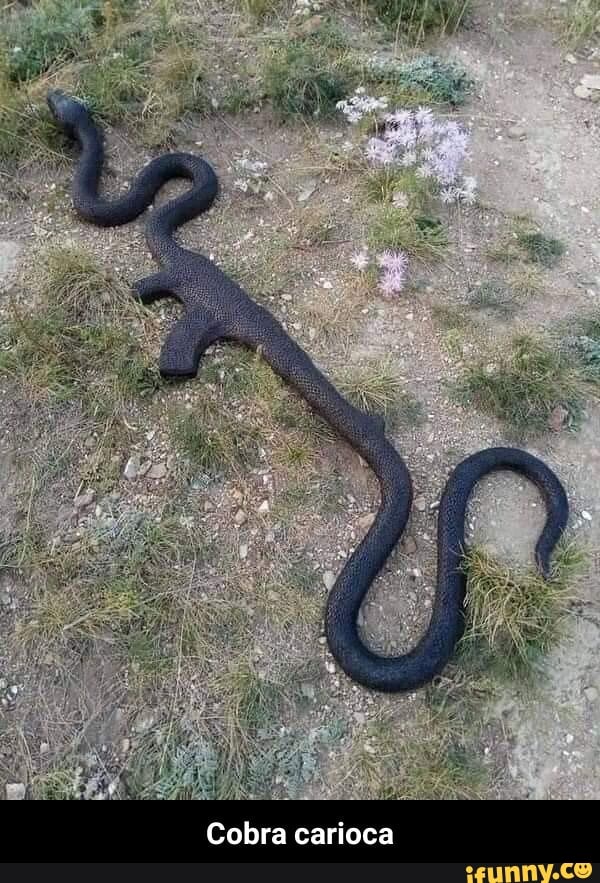 Cobra carioca