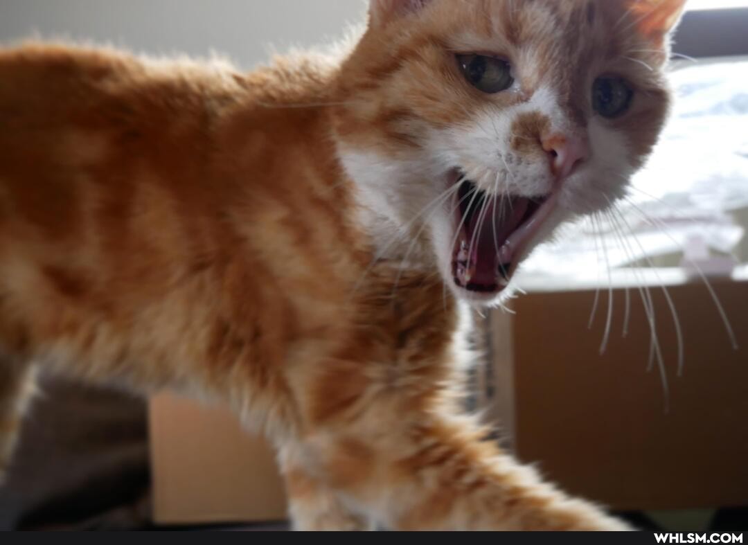 cat, aww