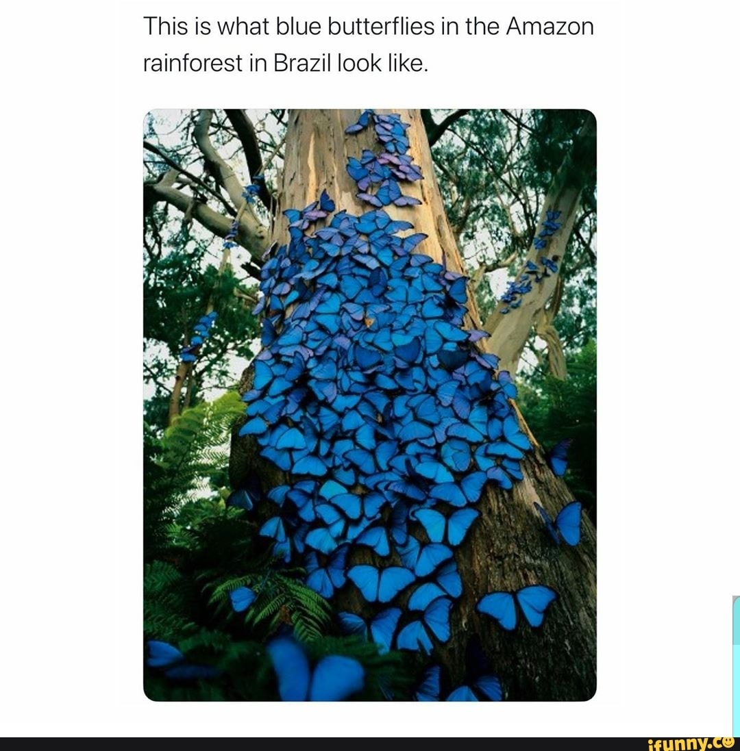 This is what blue butterflies in the Amazon rainforest in Brazil look
