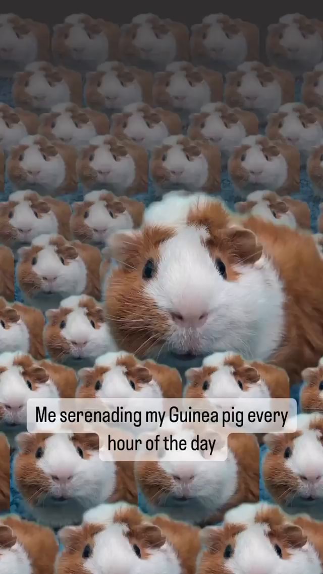 Pig memes. Best Collection of funny Pig pictures on America's best pics and  videos