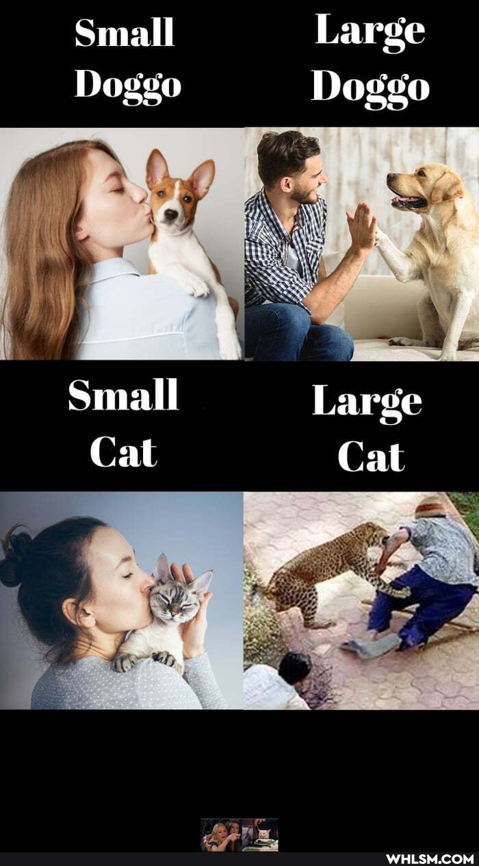 Small
Doggo
Small
Cal
Large
Doggo
La rge
Cal