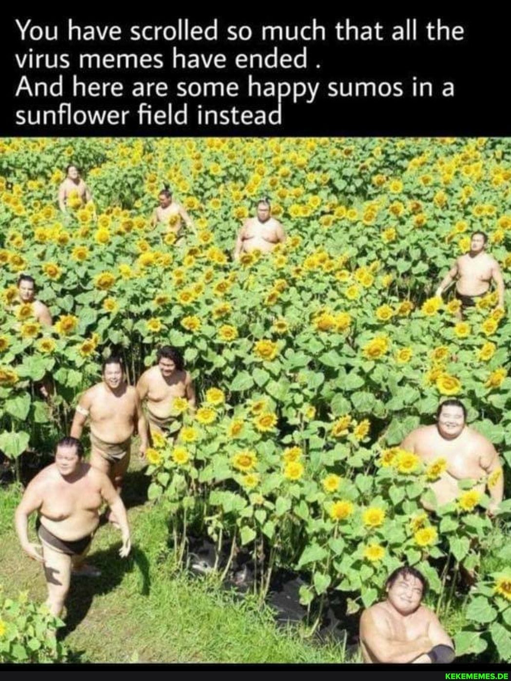 You have scrolled so much that all the
virus memes have ended .
And here are some happy sumos in a
ING
sunflower field instea