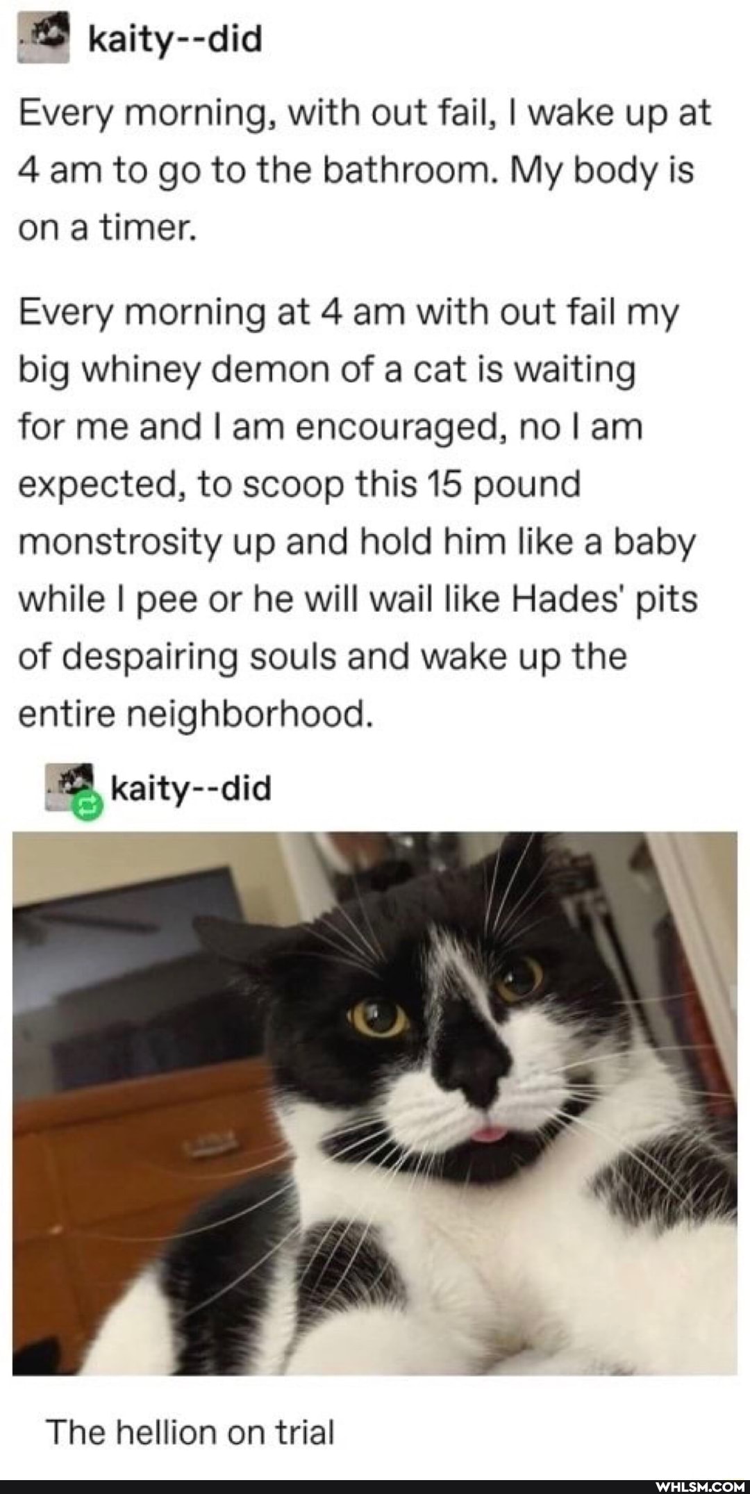 kaity--did
Every morning, with out fail, I wake up at
4 am to go to the bathroom. My body is on a timer.
Every morning at 4 am with out fail my big whiney demon of a cat is waiting
for me and I am encouraged, no am expected, to scoop this 15 pound monstrosity up and hold him like a baby while I pee or he will wail like Hades' pits of despairing souls and wake up the entire neighborhood.
kaity--did
The hellion on trial