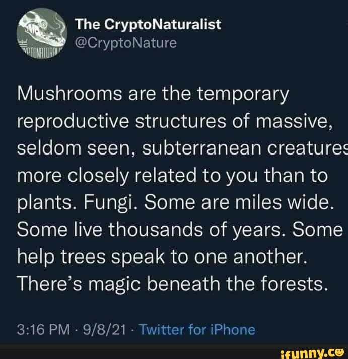 the-cryptonaturalist-mushrooms-are-the-temporary-reproductive