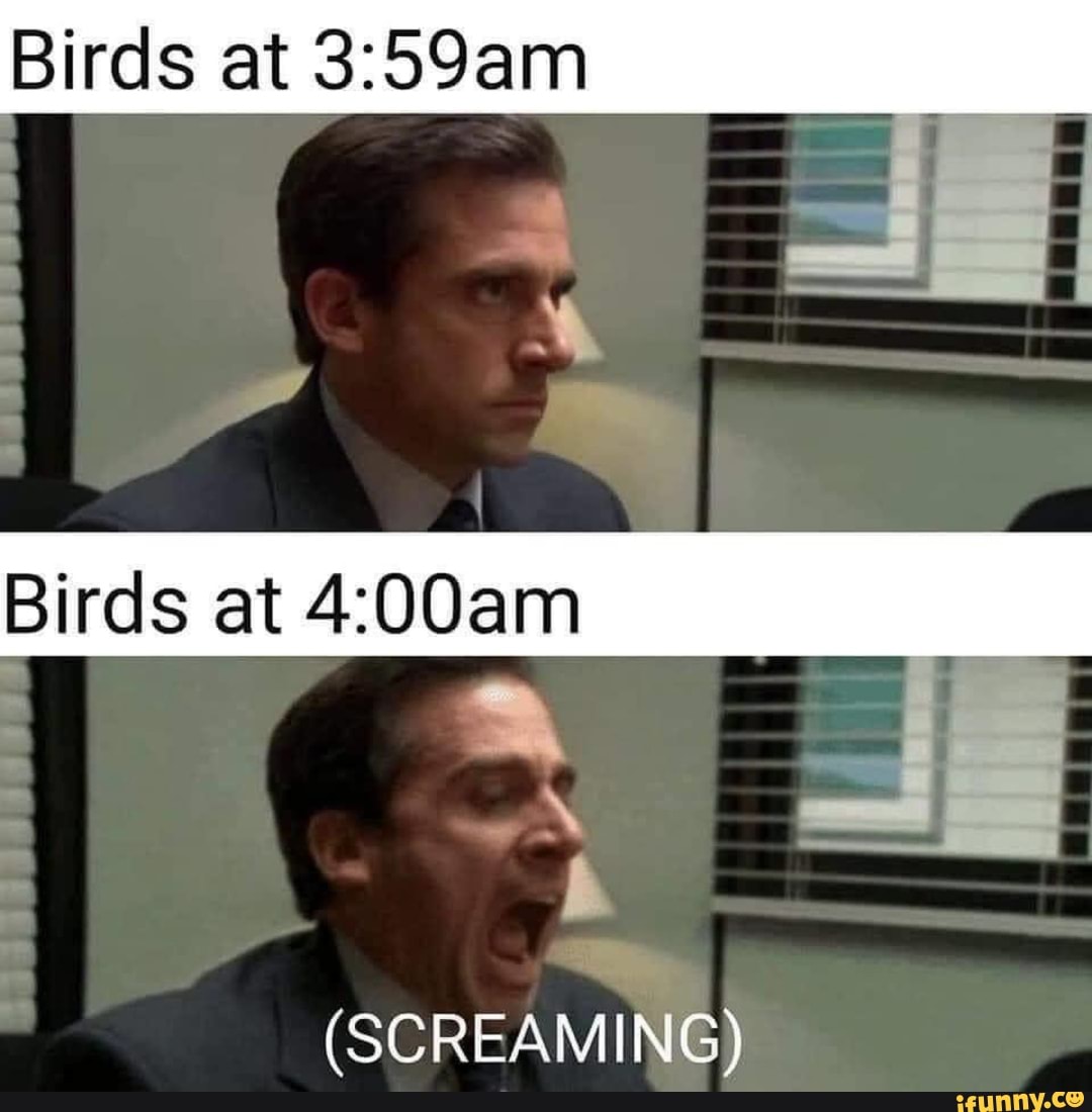 Birds at 3:59am
(SCREAMING)