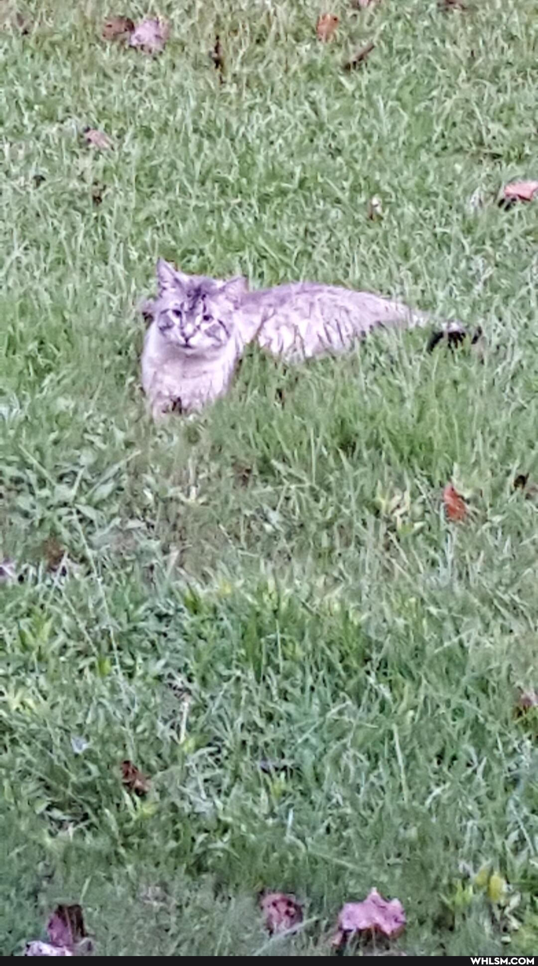 caturday