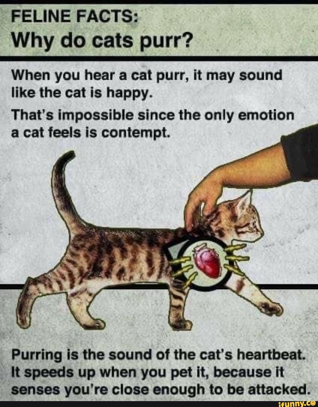 FELINE FACTS Why do cats purr? When you hear a cat purr, it may sound