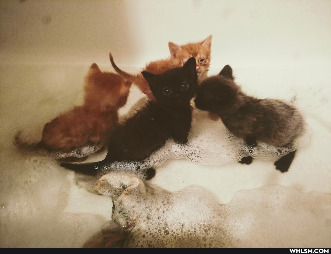 cats, kittens, advice_animals, bathtime