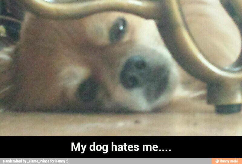 My dog hates me....