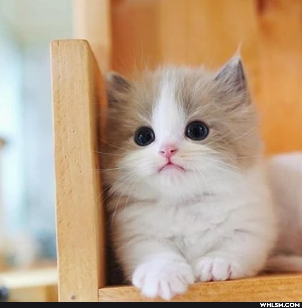 cat, cats, baby_animals, cute_animal