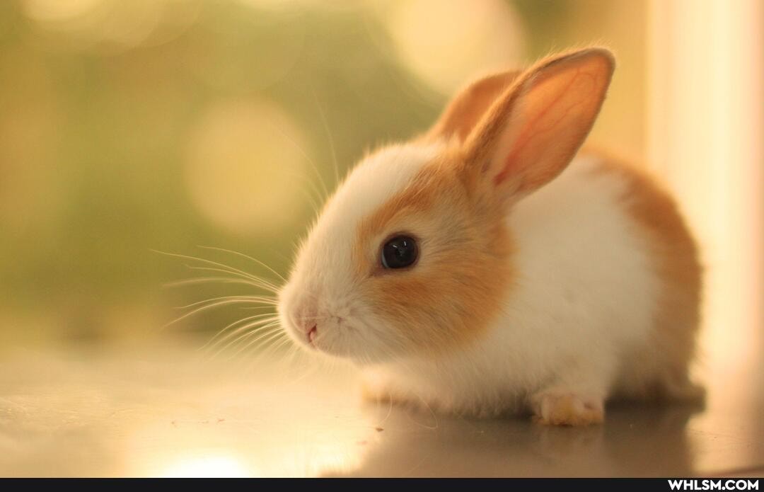 funny, aww, pets