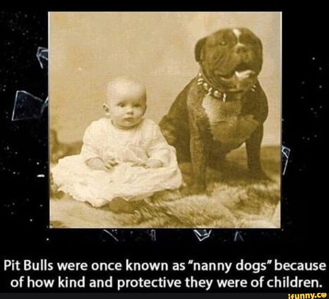 pit bulls known as nanny dogs
