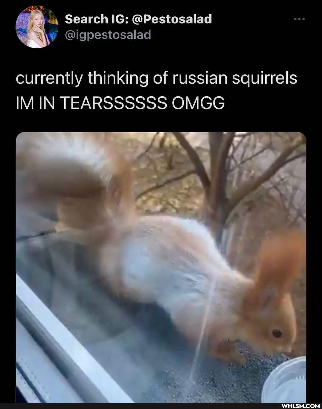 currently thinking of russian squirrels
MIN TEARSSSSSS OMGG