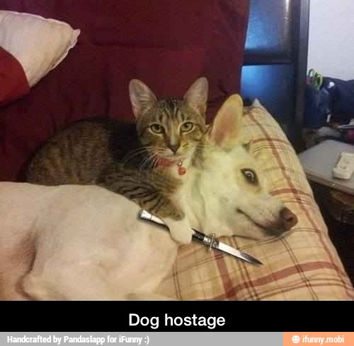 Dog hostage - Dog hostage