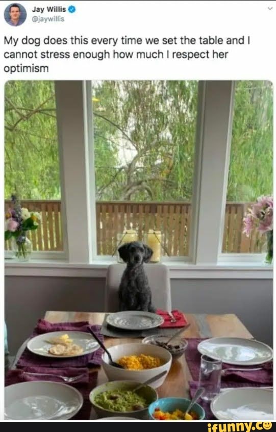 8 Jay Willis O
lis
My dog does this every time we set the table and I
cannot stress enough how much I respect her
optimism