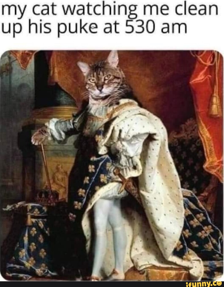 My cat watching me clean up his puke at 530 am iFunny