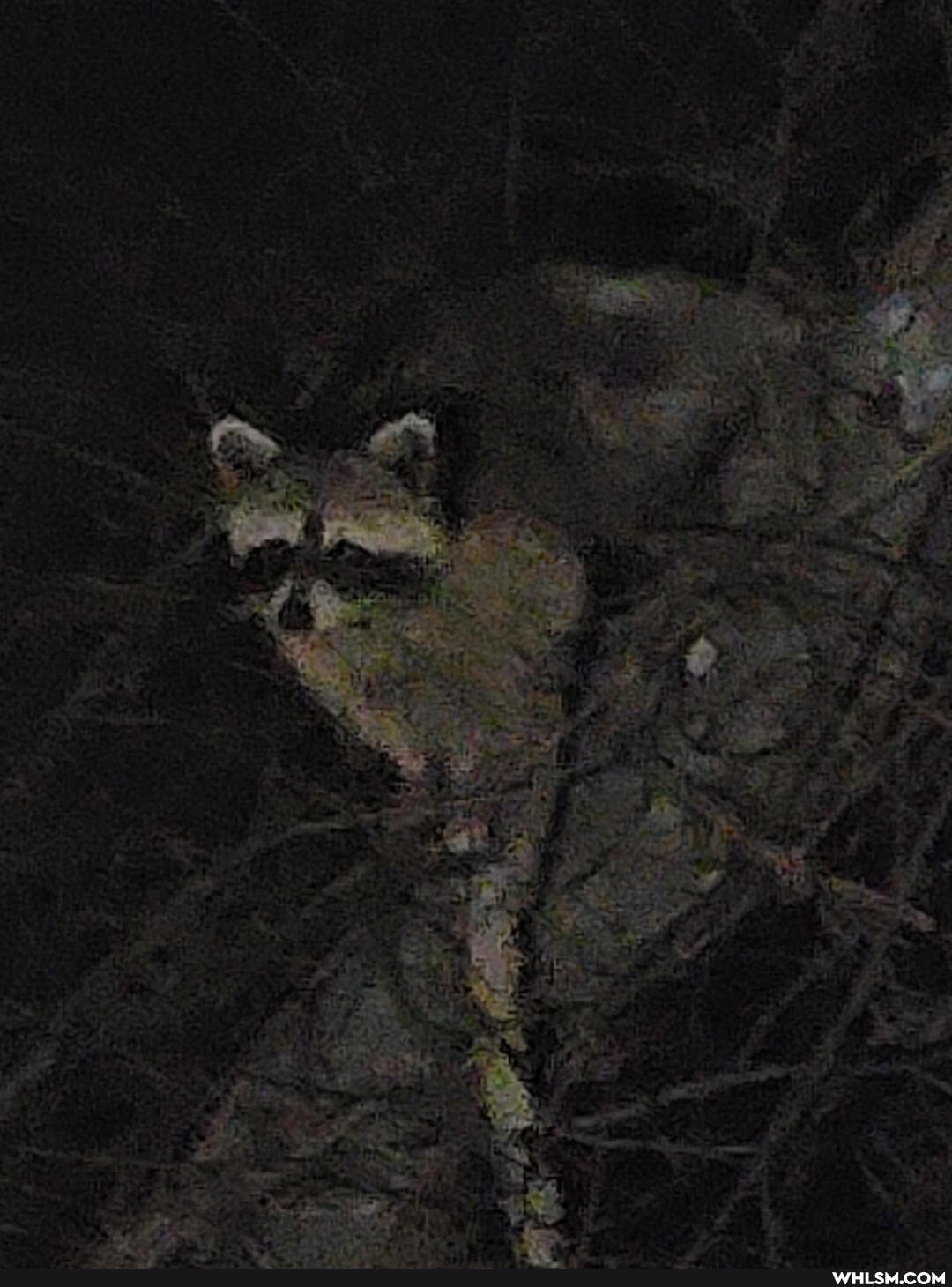 ranoon, trash_panda, wild_animals, nature