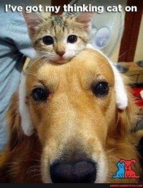 Pyo qotimy thinking cat on