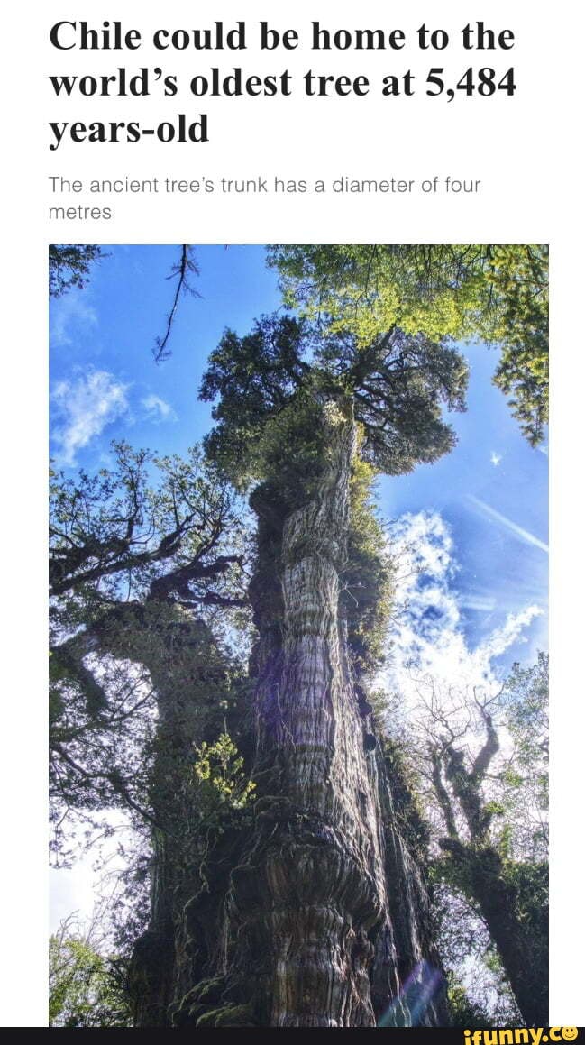 Chile could be home to the world's oldest tree at 5,484 years-old The ...